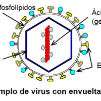 cual-es-la-estructura-de-los-virus